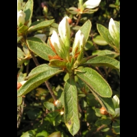 Rhododendron Liliiflorum (fam. Ericacees) (Chine) (09)
